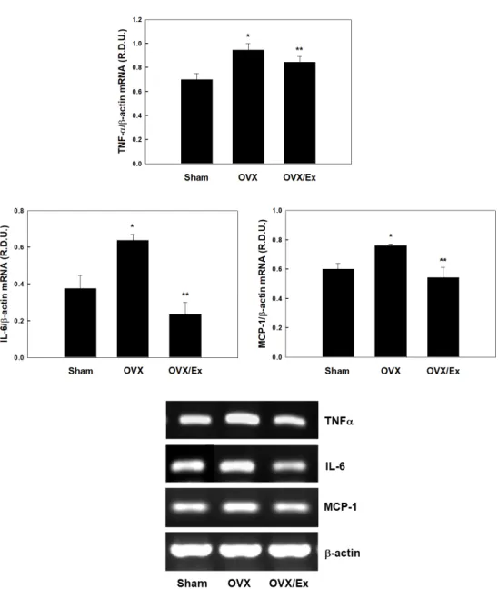 Fig.  3.  Effects  of  exercise  on  TNFα,  IL-6,  MCP-1  in  adipose  tissue.