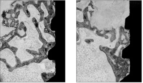 Fig. 10. Photomicrographs of Exp. group A and B at 8 weeks (H-E stain, ×40) : left, Exp