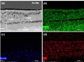 Fig. 7. SEM micrograph on cross section of sintered Fe- Fe-20Ni alloy after oxidation at 1000 o C for 1 hr in air.