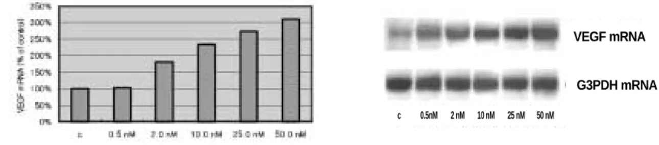 Fig. 4. The effects of different inhibitors on expression of VEGF mRNA.