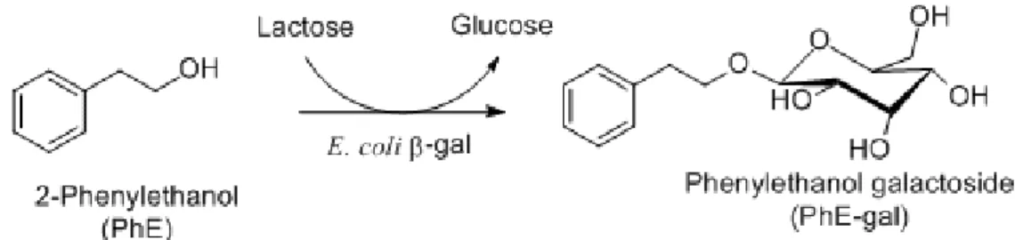 Fig.  6.  PhE-gal  synthesis  using  β-gal  by  transgalactosylation  reaction.