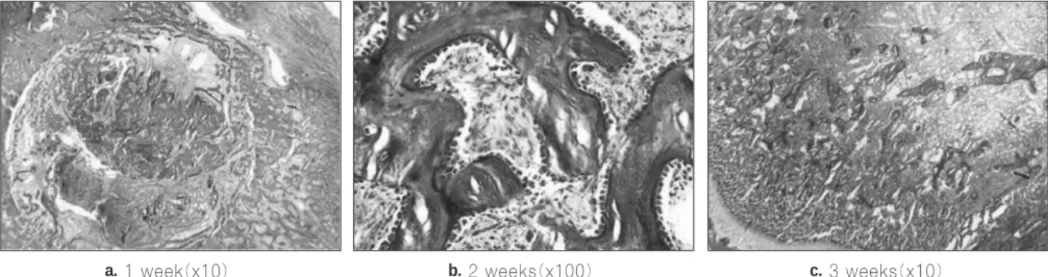 Fig. 6. Photomicrographs of experimental group I (Goldner’s modified Masson trichrome stain)