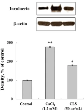 Fig.  5.  Effect  of  C.  lanceolata  extract  on  expression  of  involucrin.  Each  signal  was  quantified  by  scanning  densitometry