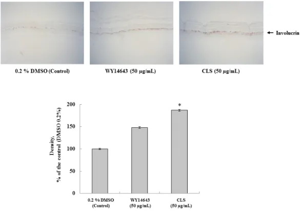 Fig.  6.  Immunohistochemical  analysis  of  involucrin  in  3D  skin  equivalent  model