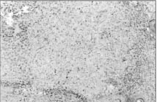 Fig. 3. Microscopic view of Experimental Group (at week  4) (H&amp;E, ×200) 