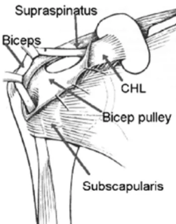 Fig. 5. The biceps pulley is a stabilizer of the long