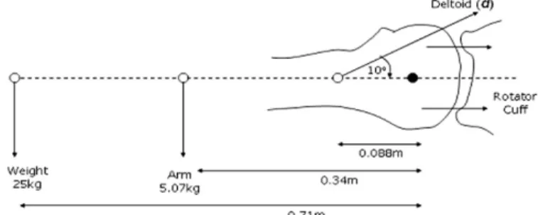 Fig. 9. Free body diagram for calculating deltoid force with the arm fully extended