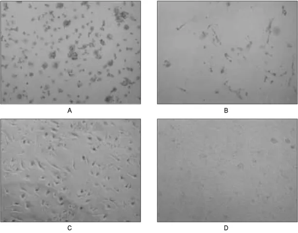 Fig. 2. Phase contrast images of mesenchymal stem cells (MSCs) from human umbilical cord blood