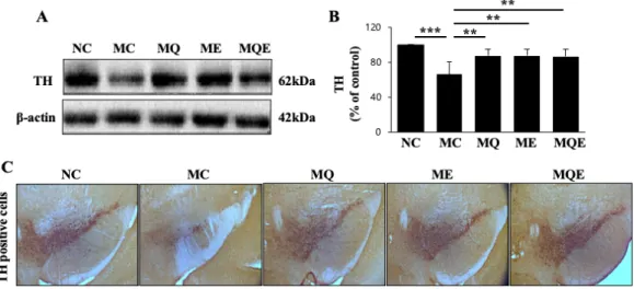 Fig.  2.  The  effects  of  endurance  exercise  and  MitoQ  intake  on  tyrosine  hydroxylase  (TH)  expression  in  the  substantia  nigra