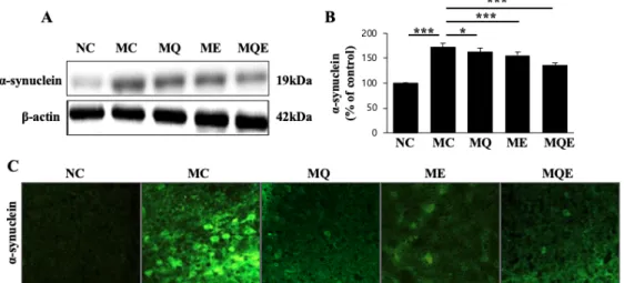 Fig.  3.  The  effects  of  endurance  exercise  and  MitoQ  intake  on  α-synuclein  expression  in  the  substantia  nigra