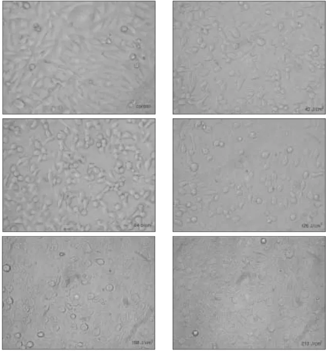 Fig. 3. Laser irradiation induces change of HOS cells morphology in dose-dependent manner.