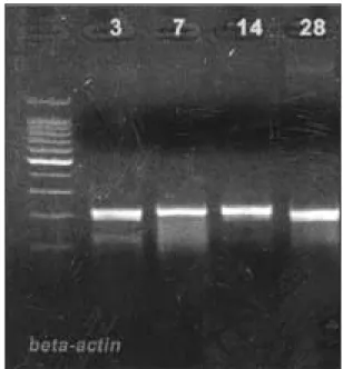 Fig. 5. Expression of Osteonectin.