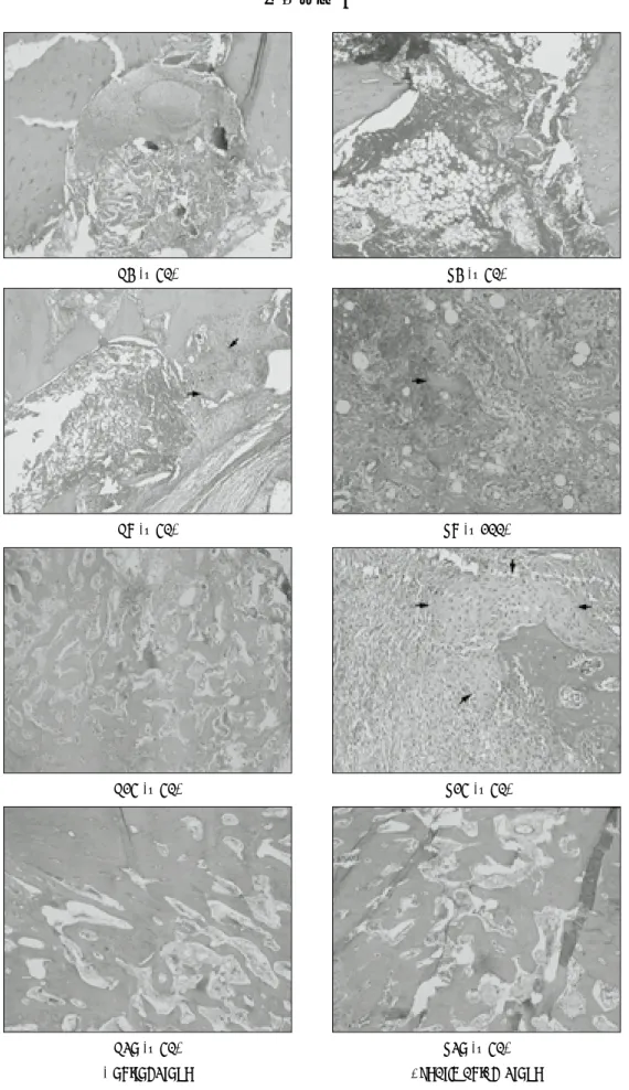 Fig. 4. Histologic feature (H-E stain).