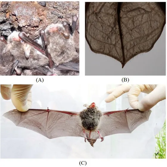 Fig.  4.  M.  bombinus found  in  Jeju  Island.  (A),  a  group  of  M.  bombinus found  in  Saesinoreum  cave  encampment  in  December,  2015;  (B),  the  posterior  of  interfemoral  membrane  with  its  fringe  of  hairs;  (C),  an  female  pregnant  i