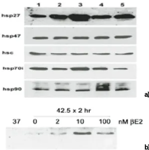 Fig. 3. Effect of βE 2 treatment on the steadystate abun- abun-dance of hsp27 in heat shocked MC3T3-E1 cells.