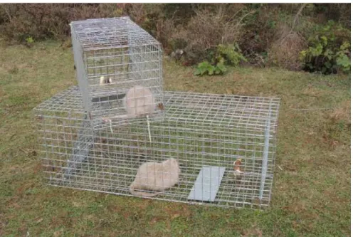 Figure 3. M . coypus captured in live trap.
