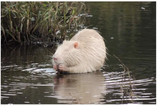 Figure 6. Morphological features of M . coypus of Jeju Island.
