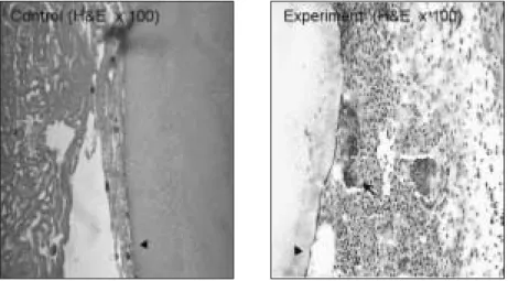 Fig. 6. 66kD  protein  is  blotted  on  PVDF  membrane  (arrow  head)  and inserted  in  muscles  pouch  of  Sprague  Dawley  rat