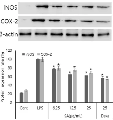 Fig.  4.  Effects  of  Syzygium  aromaticum   ethanol  extract  on  LPS-induced  iNOS,  COX-2  protein  expression