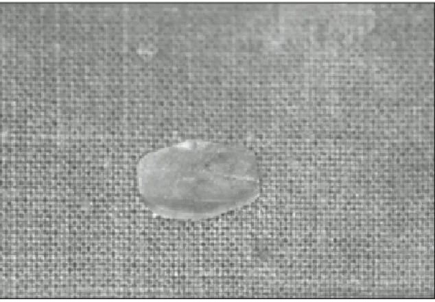 Fig. 1. Photograph  of  biologic  membrane  made  of lyophilized cartilage