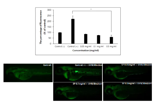 Fig.  3.  Protective  effect  of  spirunlina  water  extract  under  various  cultivation  against    UVB-induced  ROS  generation  in  Zebrafish  larvae
