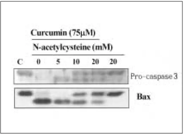 Fig. 8. Effect  of  resveratrol  and  NAC  on  expression levels of pro-caspase-3 and proteolytic cleavage of PLC-γ1