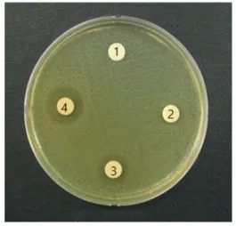 Fig. 3. Assay  of  antimicrobial  activity  by  different  concentrations  Coptis  chinensis     against  S