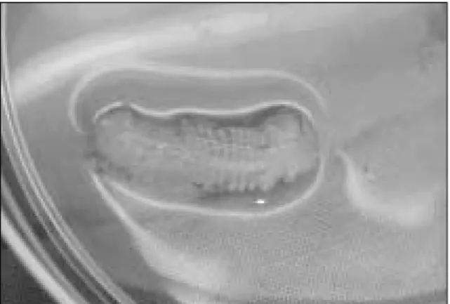 Fig. 1. Nerve  conduit  (diameter  2mm,  length  20mm) made with Millipore membrane