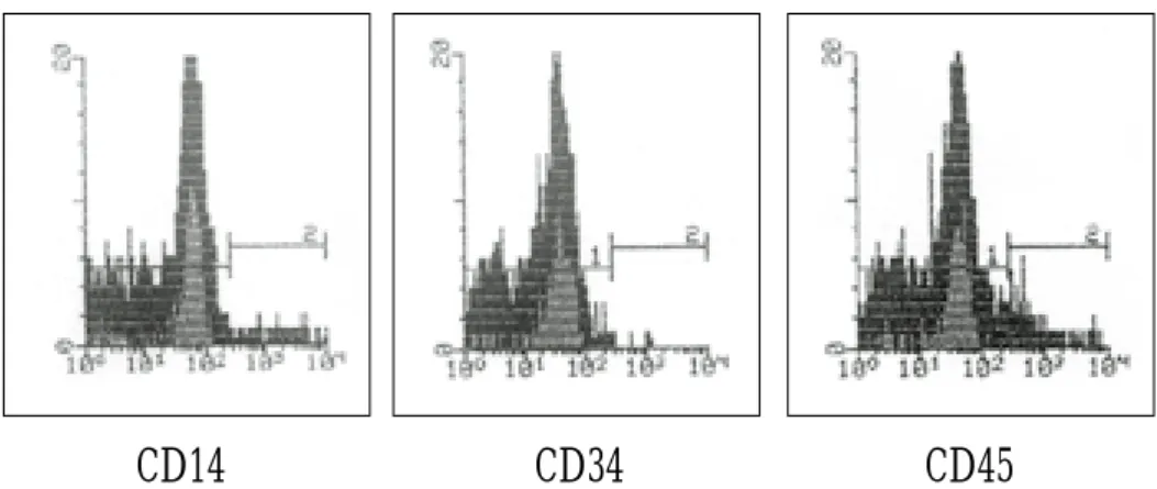 Fig. 1. Characterization of undifferentiated bone marrow stem cells.