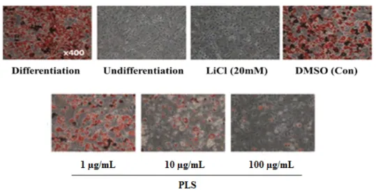 Fig.  5.  Effect  of  PLS  on  the  adipocyte  differentiation  of  3T3-L1  preadipocyte  cells