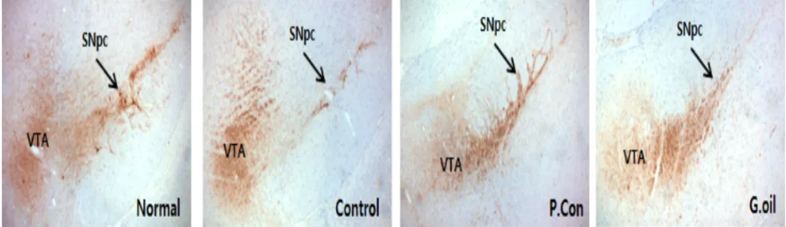 Fig.  6.  Histopathological  effects  of  Zingiber  officinale   Rosc  oil  treatment  on  brain  tissue  in  chronic  mild  stress-induced  rats