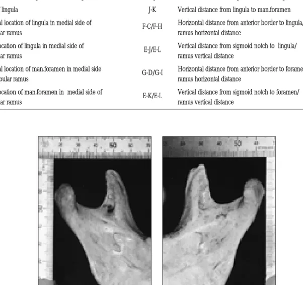 Fig. 4. The Photography of medial side of mandibular ramus with reference ruler   