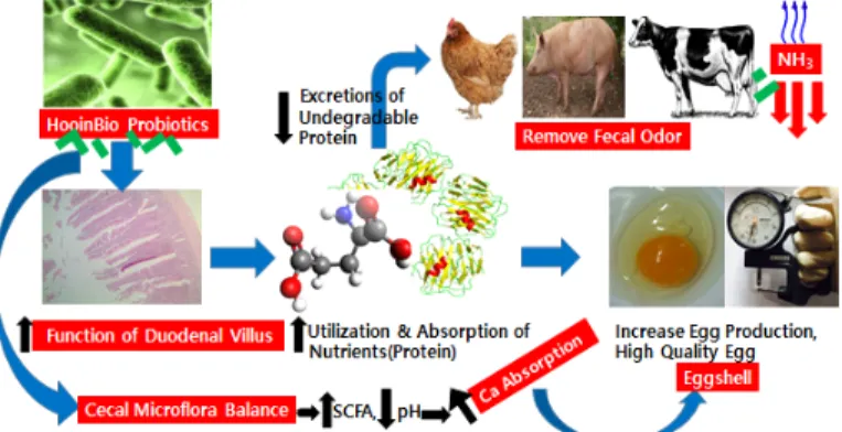Fig.  1.  Action  mechanism  of  a  probiotic  mixture  on  improving  of  egg  quality,                                  egg  production  and  reduction  of  malodor  in  laying  hens.
