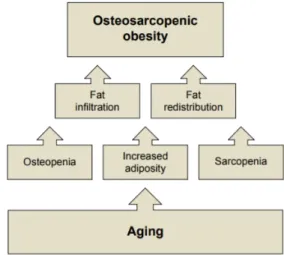 Fig.  1.  Changes  in  body  fat  and  muscle  tissues  with  aging  leading  to  osteosarcopenic  obesity  [5]