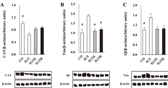 Fig.  2.  The  CAT  and  neurodegeneration  related  parameters  for  the  four  groups  after  intervention