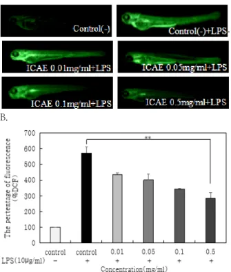Fig.  2.  Intra  zebrafish  embryo  anti-inflammatory  activity  of  ICAE  under  various  cultivation