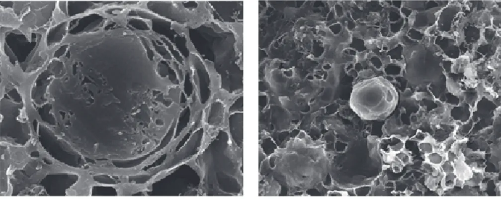 Figure  2.  Cryso-SEM  image  of  liquid  crystalline  emulsion.