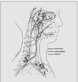 Fig. 4. Anatomy of sympathetic pathway showing central neu- neu-rone,  intermediate  neurone  and  peripheral  neurone  pathways by Maloney et al.