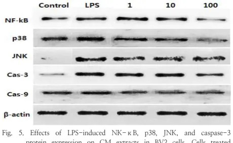Fig.  5.  Effects  of  LPS-induced  NK-ĸB,  p38,  JNK,  and  caspase-3  protein  expression  on  CM  extracts  in  BV2  cells