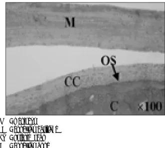 Fig. 6. The histologic findings of distraction side at 4 weeks.