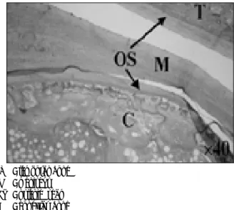 Fig. 9. The histologic findings of non-distraction side at 2 weeks.