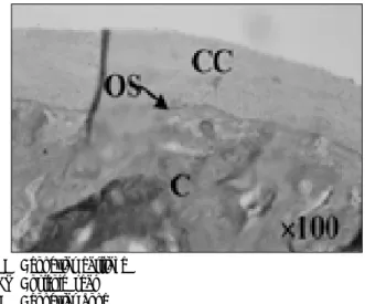 Fig. 11. The histologic findings of non-distraction side at 6 weeks.