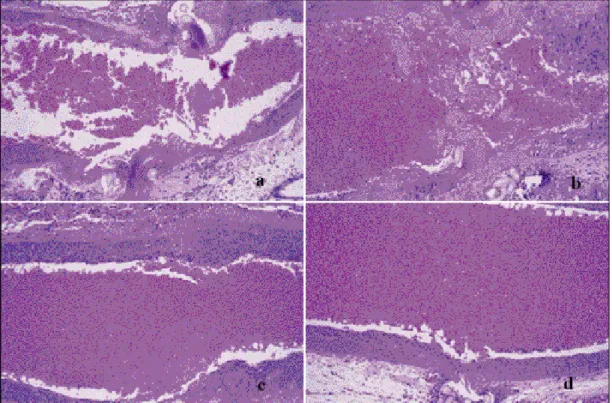 Fig. 1. Light microscopic photograph of control group