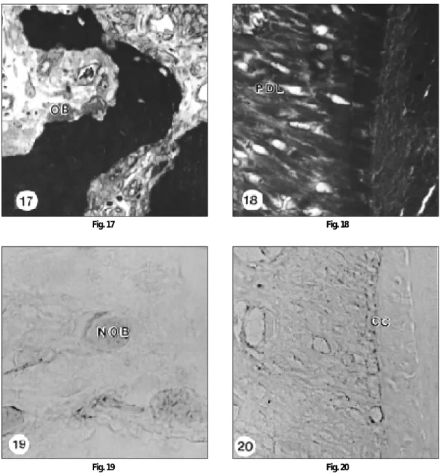 Fig. 19 Fig. 20