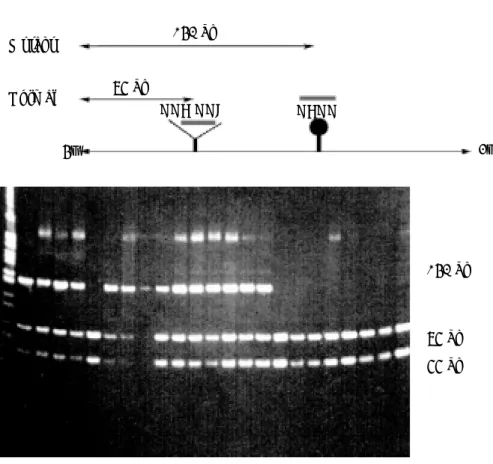 Fig. 2. Restriction fragment length polymorphism of DMBA-induced or CHl-DMBA-induced hamster buccal pouch tumor.