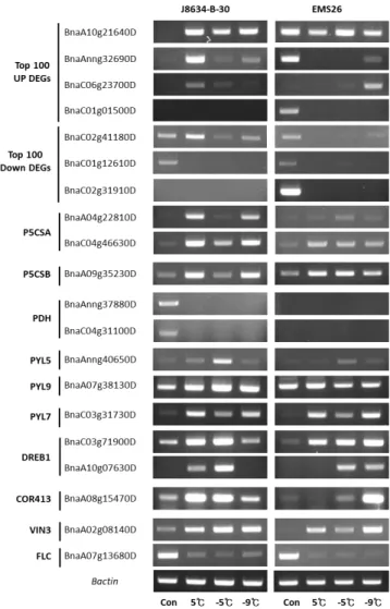 Fig. 7. RT-PCR validation  analysis of rapeseed two  lines  under  cold  stress  treatment  on  DEGs