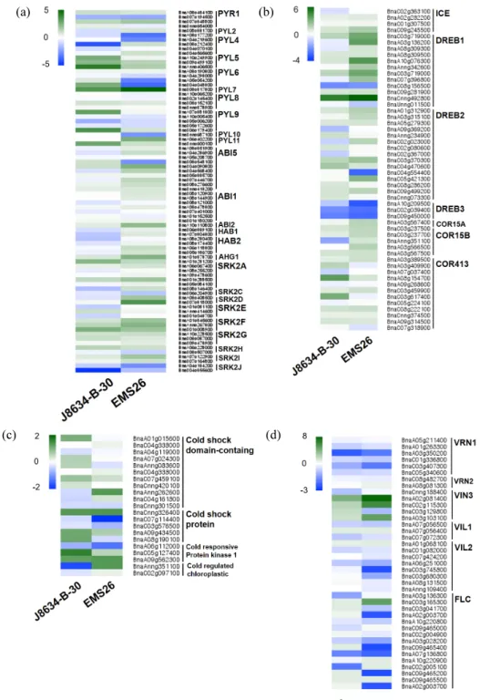 Fig.  6.  Heatmap  analysis  of  the  genes  in  ABA  signal  pathway  (a)  CE-DREB-COR  signal  pathway  (b),  cold  shock  domain  related  protein  (c)  and  vernalization  pathway  (d)