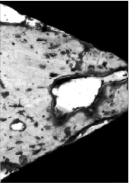 Fig. 11. 6th week of BMP group (H&amp;E, × 200).  The  osteoclast  and  bone  remodelling findings are rarely seen.
