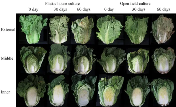 Fig. 3. Effect of cultivation methods on fresh weight loss of ‘Chun Gwang’ kimchi cabbage grown on semi-highland in summer at 0 o C storage with film covering.