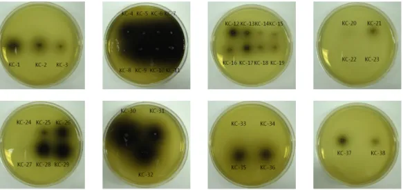 Fig.  2.  Screening  of  lactic  acid  bacteria  on  MRS  medium  from  Kimchi. 